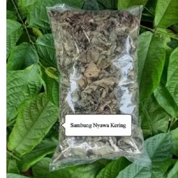 

Daun sambung nyawa atau Afrika