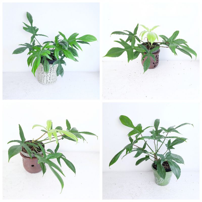 Philodendron Florida Ghost