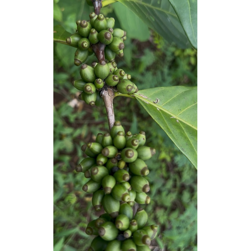 

Kopi jabariah asli banyuwangi greenpeen 1kg glondongan