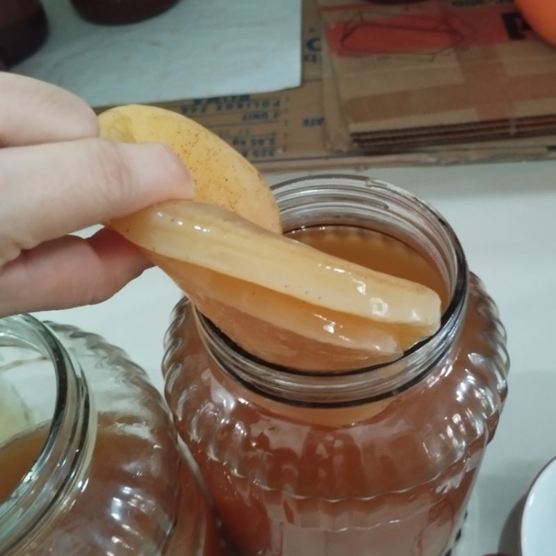 

BIBIT SCOOBY KOMBUCHA ORGANIC MUDA Diameter 16cm ( Free 200 ml starter)
