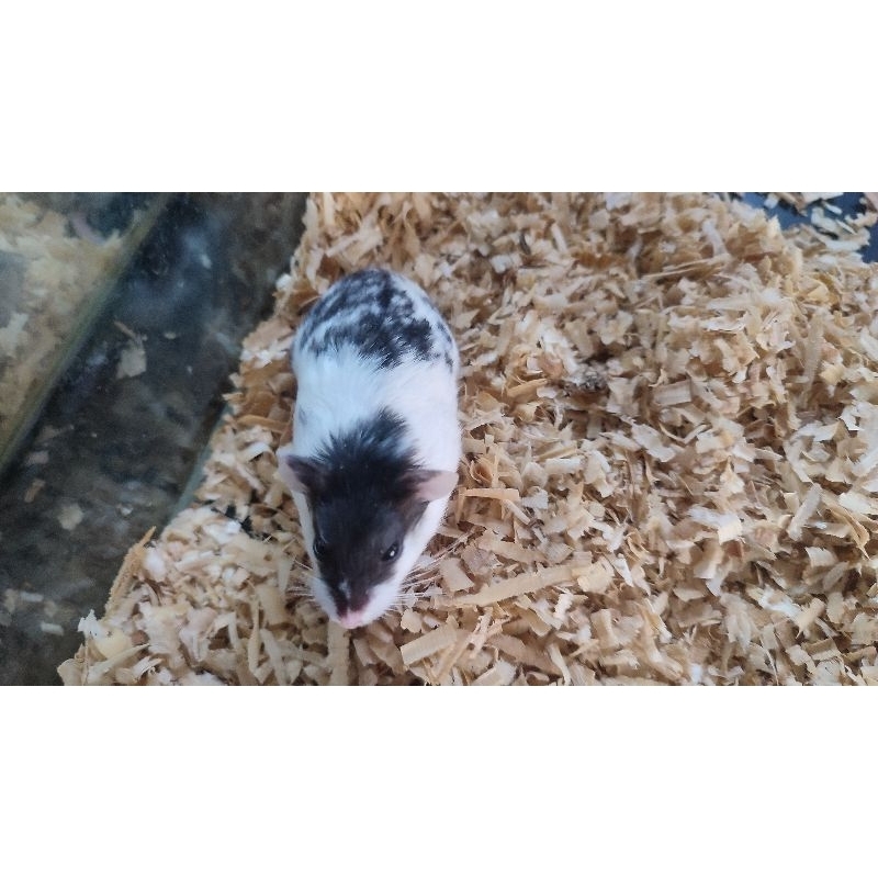 hamster panda hamster panda hamster cina