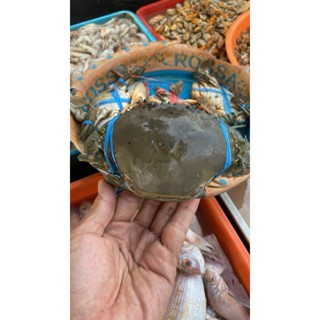 

Kepiting Fresh Frozen 500gram - Sayur Instan Segar Malang