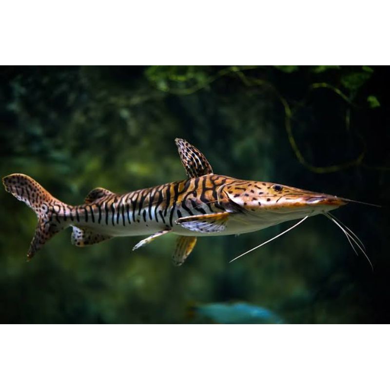 ornamen aquarium tiger shovelnose TSN catfish