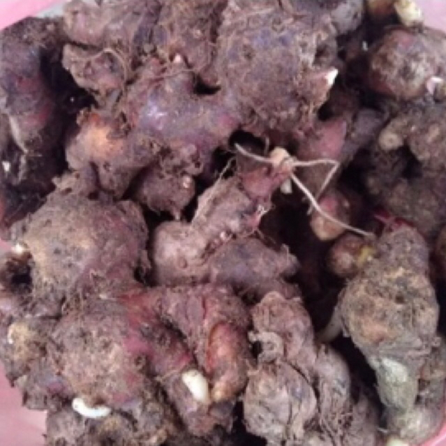 

jahe merah/1kg/ORI/belum cuci masih ada tanah/GROSIR