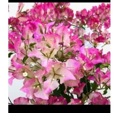 Tanaman hias bugenvil bunga Bambino majik - bunga cantik bugenvil