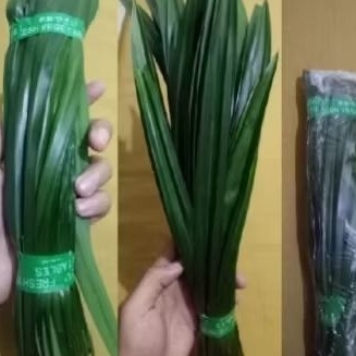 

daun pandan segar 1 ikat ( 10-15 lembar daun)di petik saat order masuk