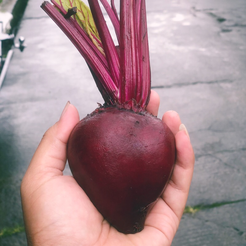 

Bit Segar Murah 1kg
