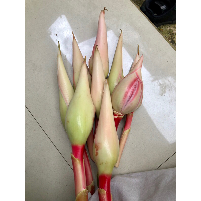 

kecombrang honje kantan segar fresh