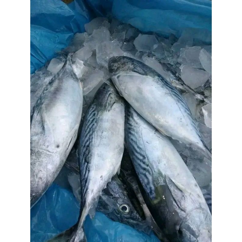 

ikan tongkol batik segar 1kg
