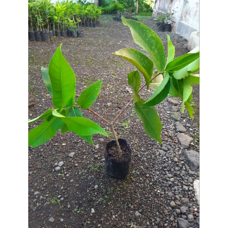 

Bibit Jambu Air Kombinasi 2 in 1 (Citra x Madu Deli)
