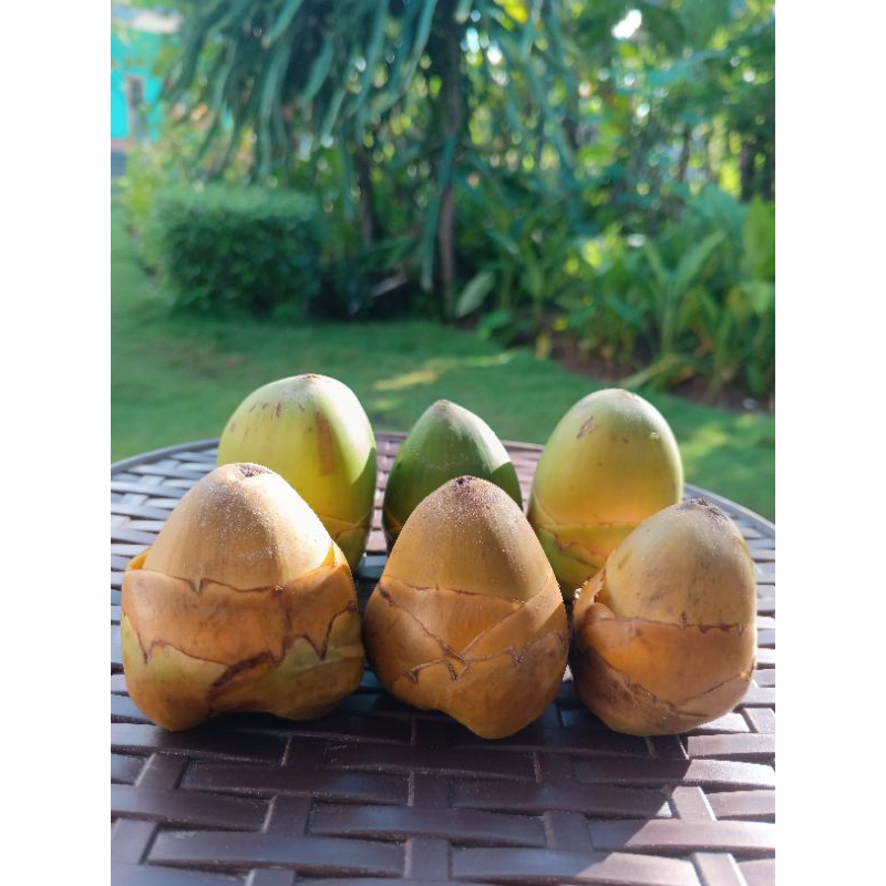 

Bululuk/Beluluk/Tembuluk Kelapa(Buah Kelapa Muda Kecil)Perbuah...OBAT HERBAL TRADISIONAL
