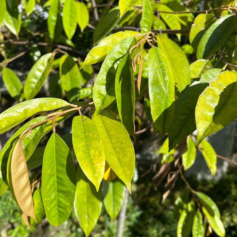 

Daun Durian Muda Segar 5 lembar