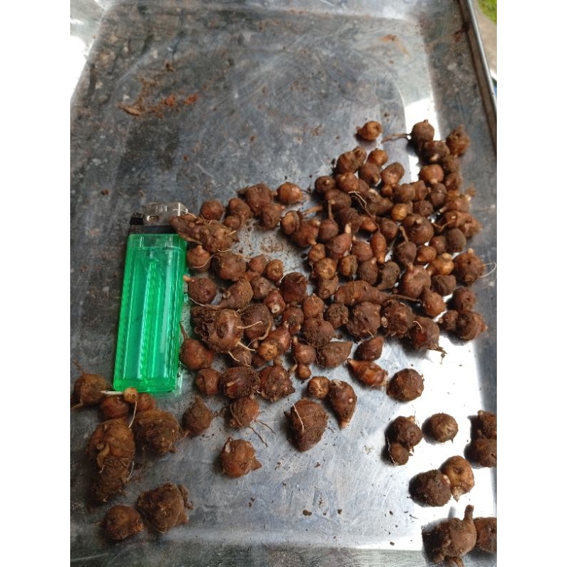 

KUNYIT MERAH ASLI TERMURAH