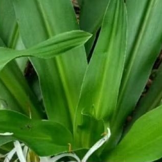 

sepesial daun Bakung herbal alami