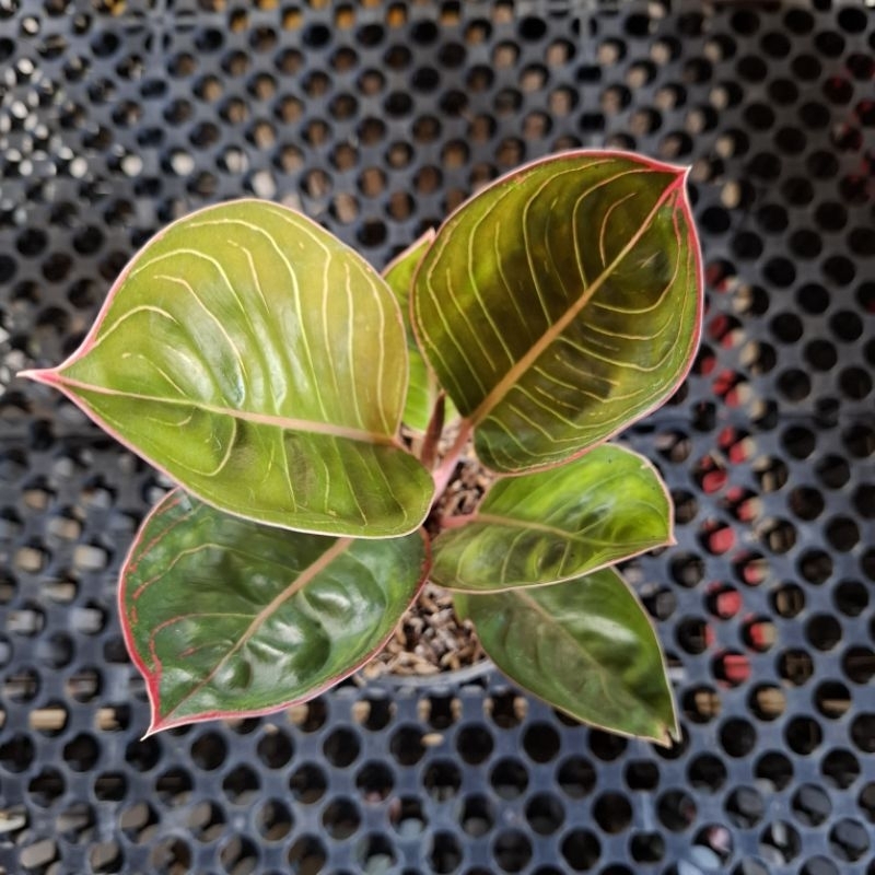 aglonema lipstik cobra