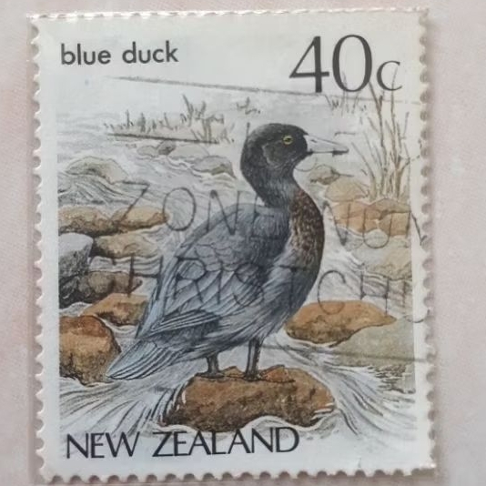 

Perangko New Zealand Bird (Blur Duck-Hymenolaimus malacorhynchos) Tahun 1987