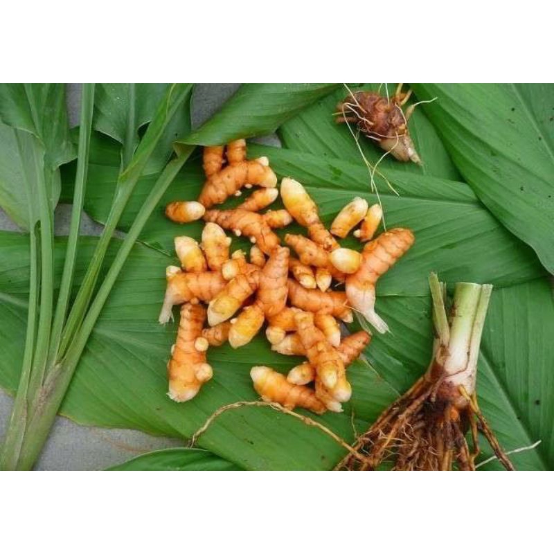 

KUNYIT, JAHE PUTIH, JAHE MERAH (HOME MADE)