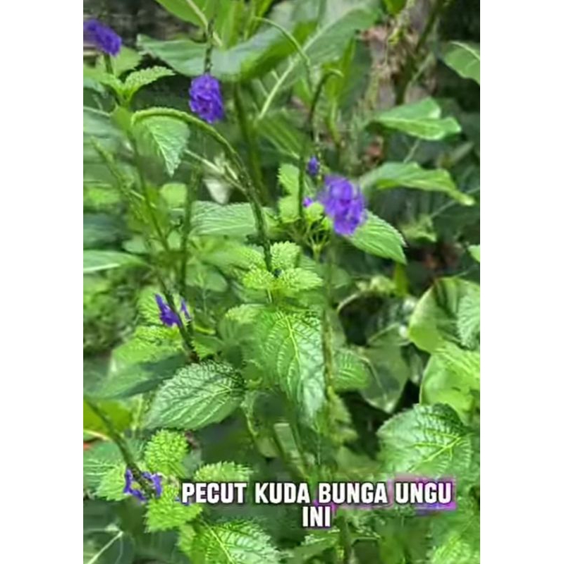 

Daun pecutan kuda fresh 500 gram