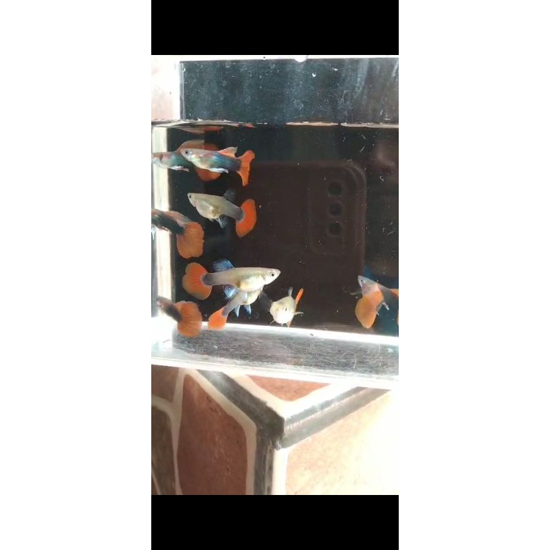 hiasan aquarium guppy hb red