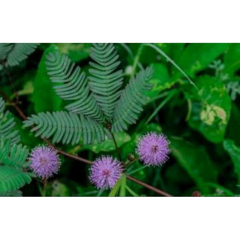 

promo tanaman putri malu segar 100% murni obat herbal100gram