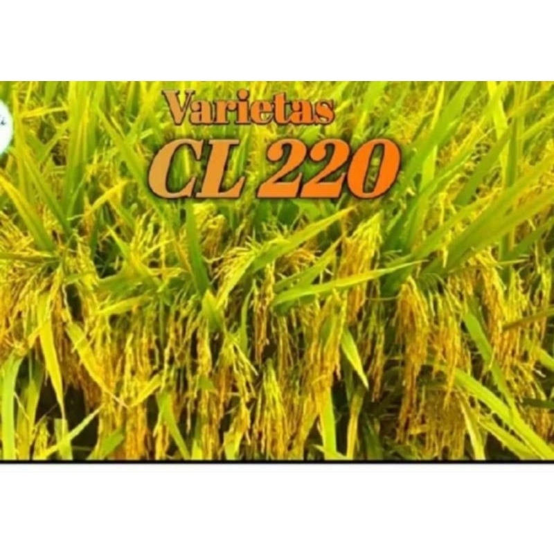 BENIH BIBIT PADI CL 220 PER 1KG