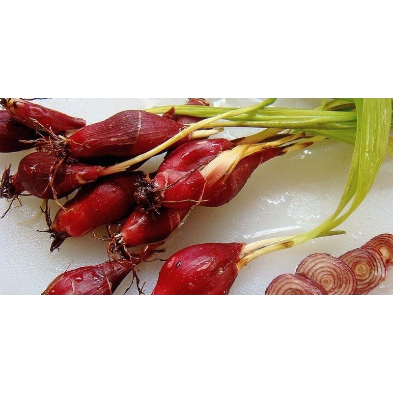 

bawang dayak asli 500 gram