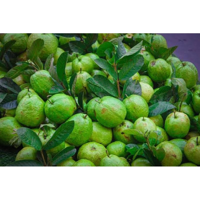 

BUAH JAMBU KRISTAL FRESH 1KG
