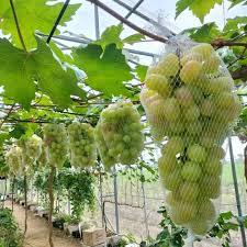 bibit anggur tamaki,bibit anggur import tamaki grafting