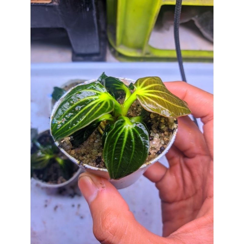 ECHINODORUS IGUAZU 2009 ORIGINAL -tanaman aquascape