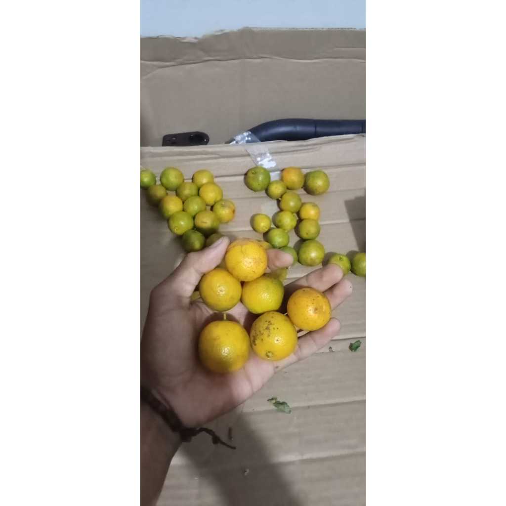 

Jeruk lemon cui 1KG/Jeruk sonkit/jeruk peras kasturi Kuning
