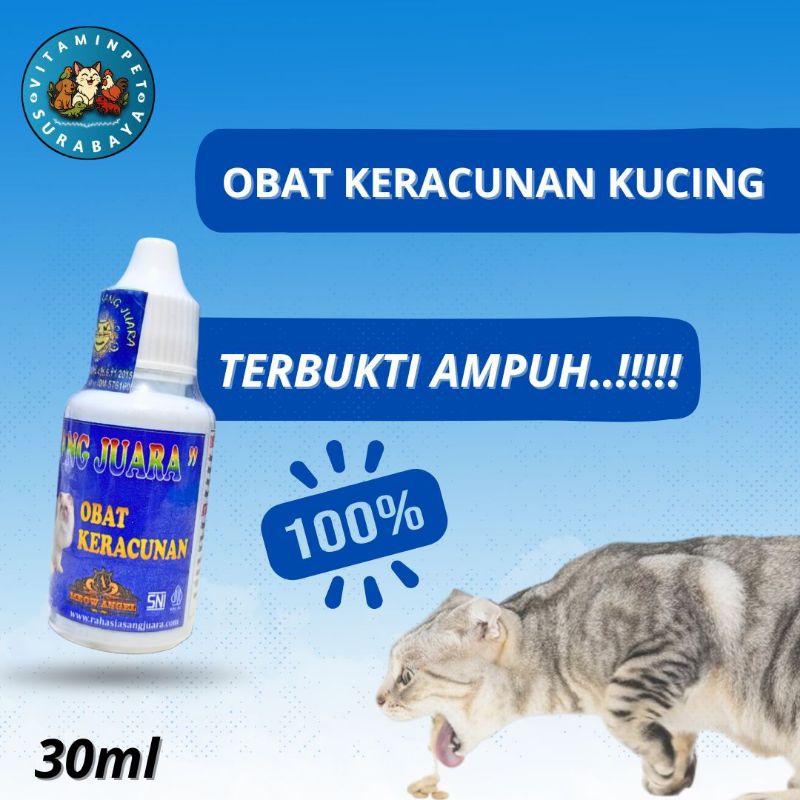 Obat Keracunan Untuk Kucing Terbukti Ampuh Mengatasi Kucing Yang Keracunan - Rahasia Sang Juara