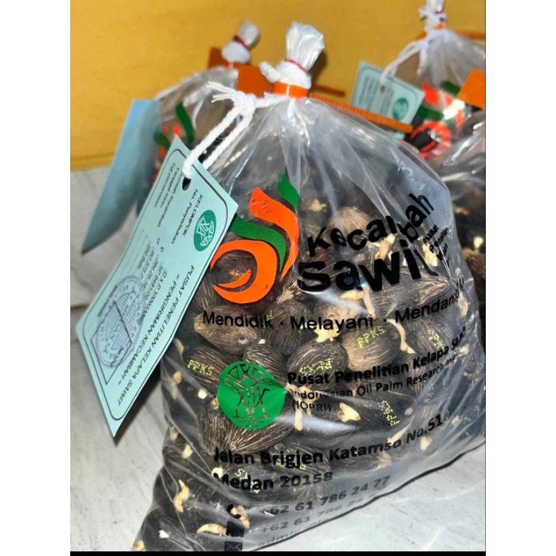 Bibit Benih Kecambah Sawit PPKS MEDAN kualitas unggul