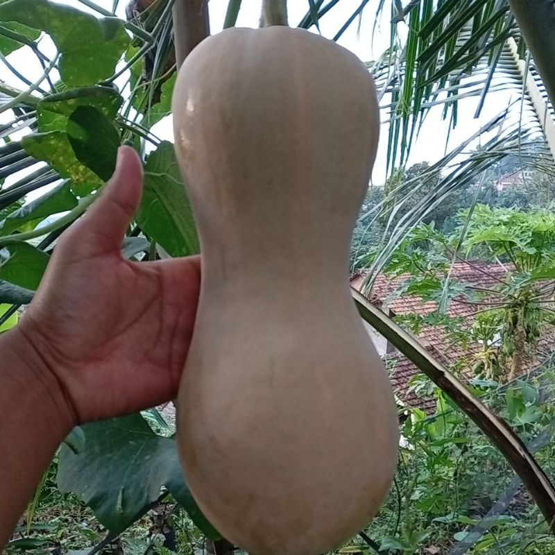 

LABU MADU/BUTTERNUT 1kg - 1,7kg