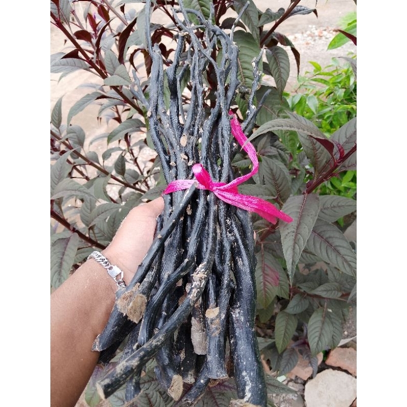 

bahan akar hitam super berserat size 5 jari 1kilo asli original