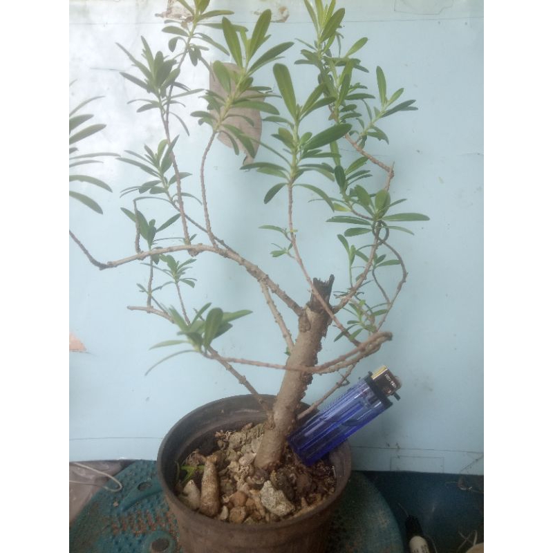 Bahan Bonsai Santigi Karang