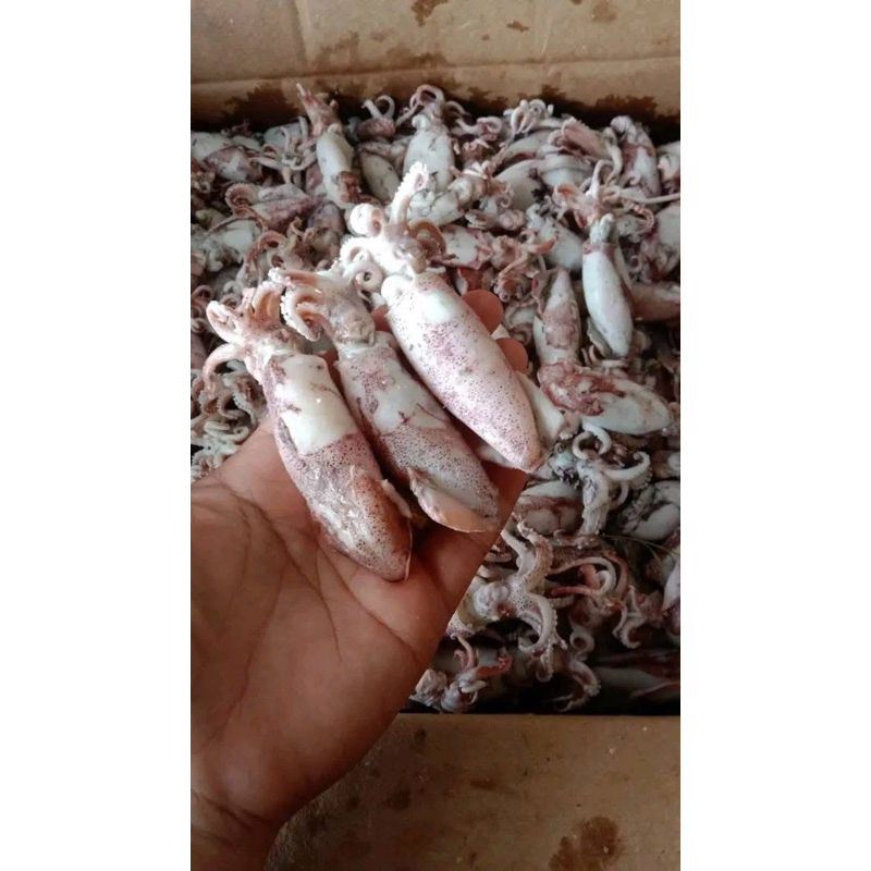 

Ikan Cumi Asin Fresh Langsung dari pengepul 1kg 1/2 1/4