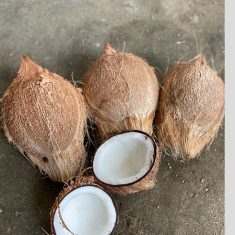 

Kelapa Tua kupas bahan santan per butir asli Kebumen