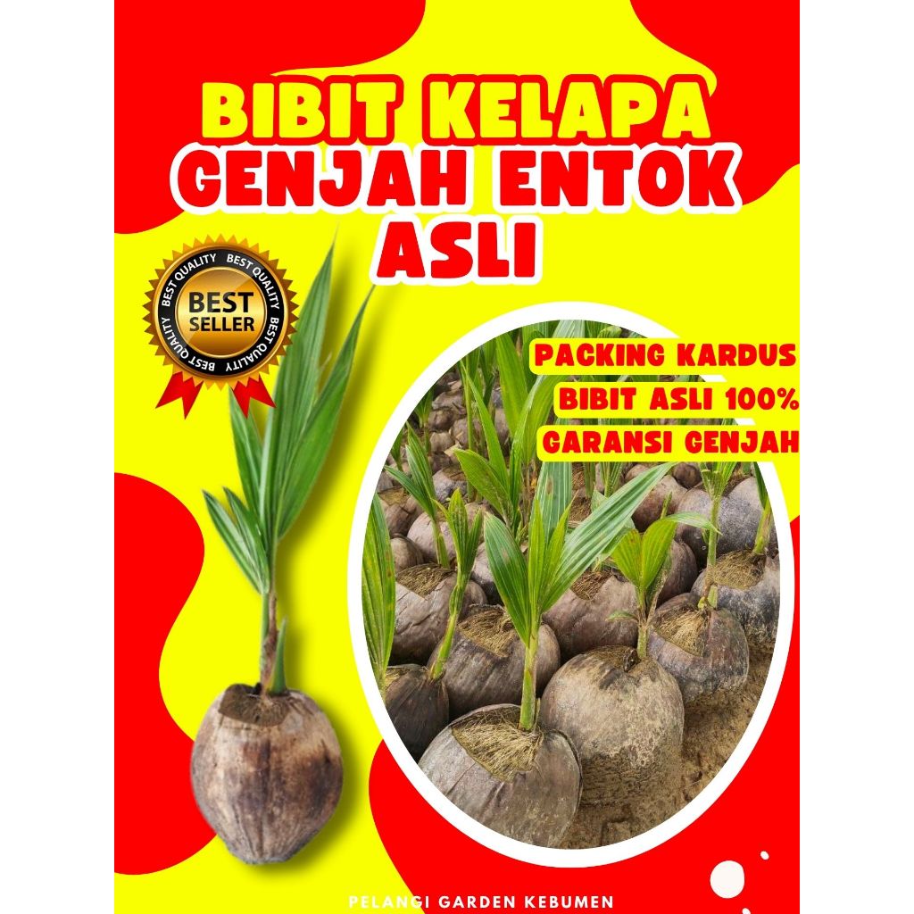 BIBIT UNGGUL.. Pokok Kelapa Kopyor Bogor, Pokok Kelapa Kopyor Besar