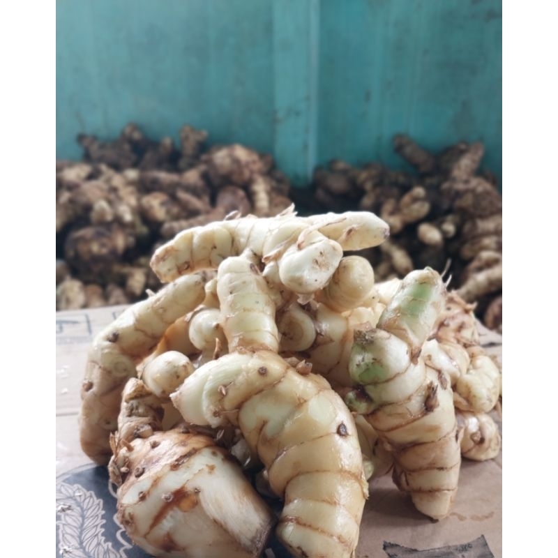 

KUNYIT / KUNYIT PUTIH JAMU / KUNYIT PUTIH / KUNYIT PUTIH 1KG