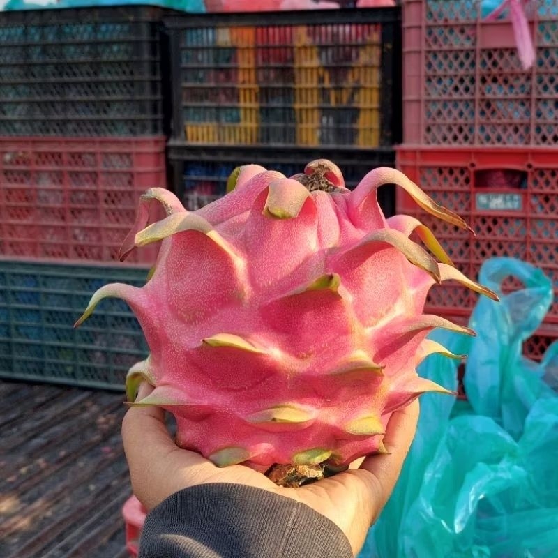 

buah naga merah 1kg fresh banyuwangi