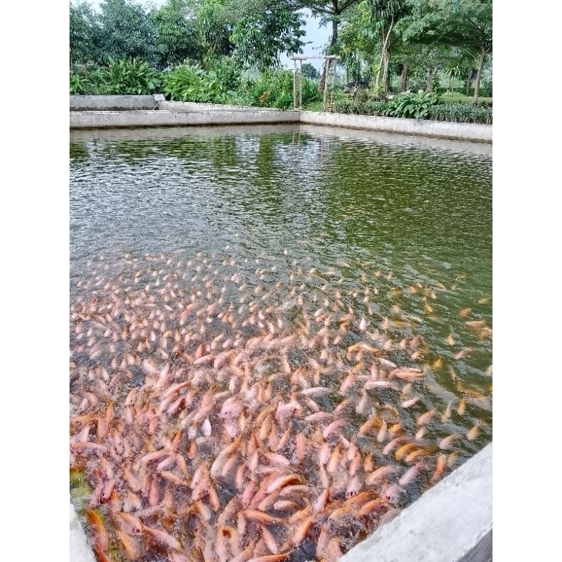 ( Bonus Pelet ) Bibit Ikan Nila Bangkok ukuran 2 jari
