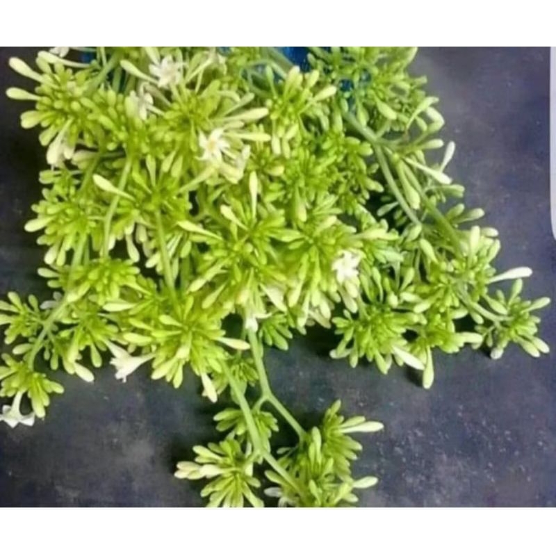 

bunga pepaya jantan/gandul segar (500gram)