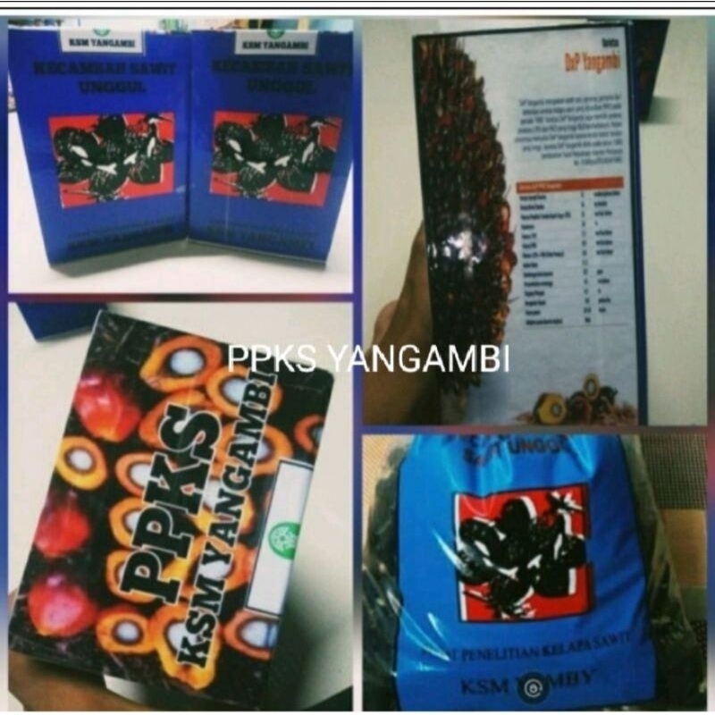 BIBIT UNGGUL KECAMBAH SAWIT SIAP TANAM DXP YANGAMBI UNGGUL BERKUALITAS SUPER