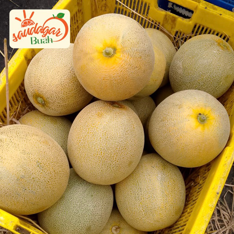 

BUAH MELON MADU MANIS