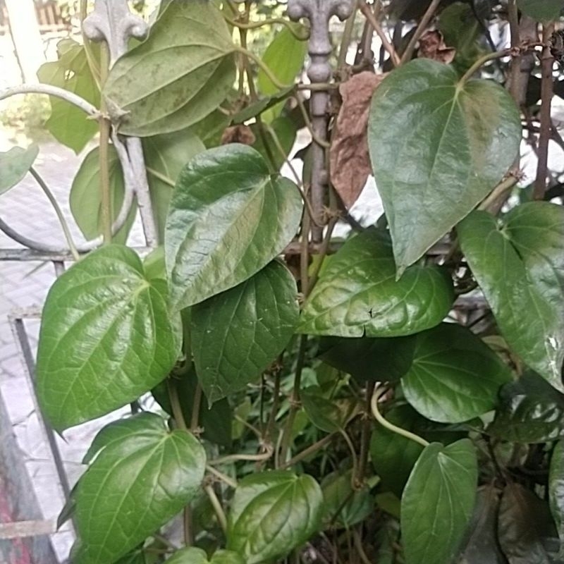 

Daun Sirih Hijau - obat herbal alami - obat tradisional