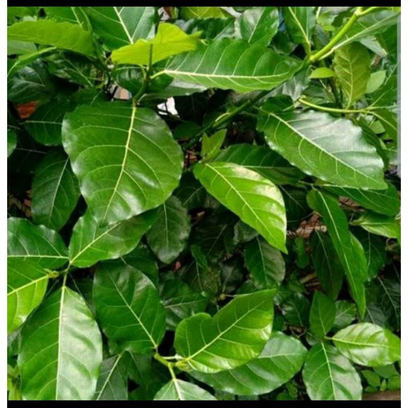 

daun awar awar segar obat herbal 500gram