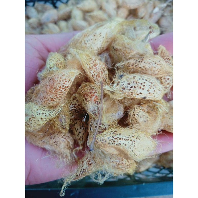 kepompong alpukat ukuran kecil (isi 50)