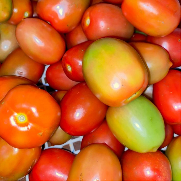 

Geene Tomat Jumbo 250 gr - Sayur Online Sidoarjo