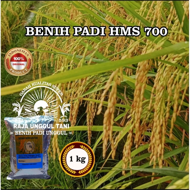 (1kg) BENIH BIBIT PADI HMS 700 SUPER UNGGUL BIJI GABAH BERKUALITAS COD ori unggul padi genjah  super