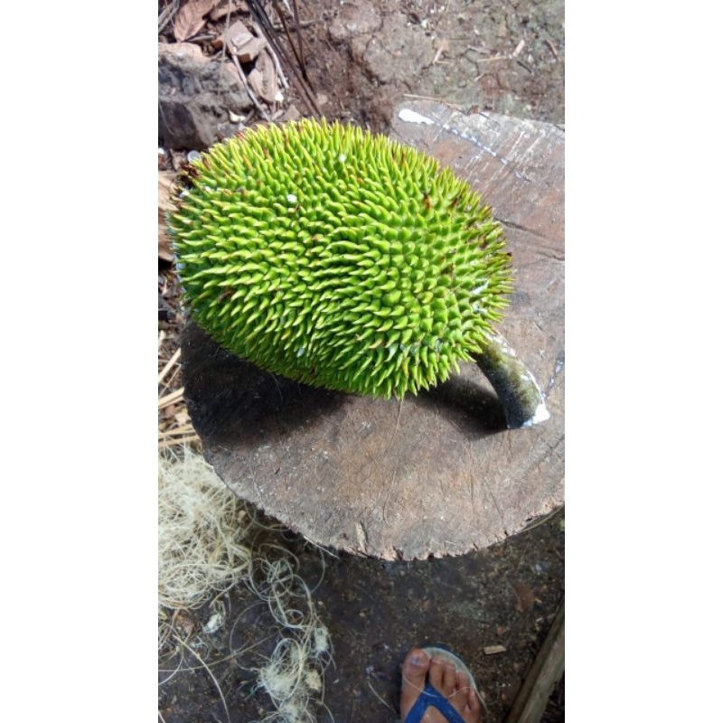 

buah kelewih buat sayur /1pcs